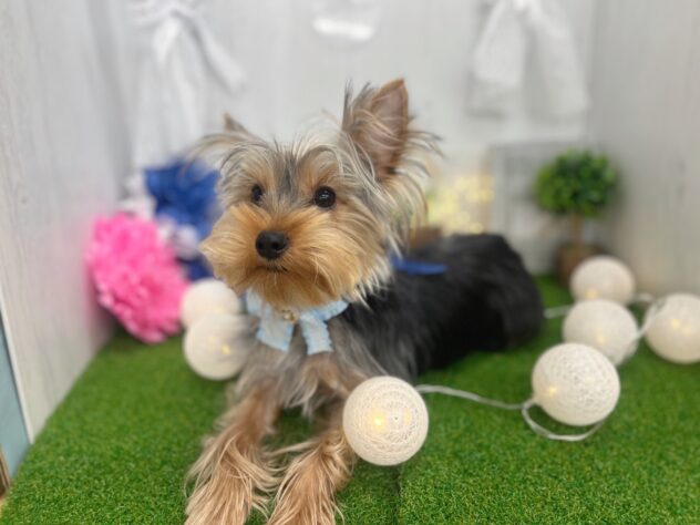 香川県のヨークシャーテリア (ワンキャラット アミーゴ高松店/2025年6月19日生まれ/男の子/スチールブルータン)の子犬の2枚目の画像