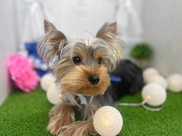 香川県のヨークシャーテリア (ワンキャラット アミーゴ高松店/2025年6月19日生まれ/男の子/スチールブルータン)の子犬の3枚目の画像