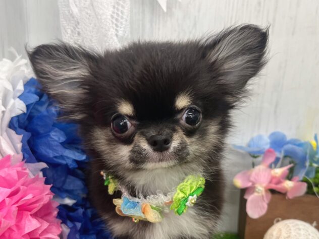 香川県のチワワ(ロング) (ワンキャラット アミーゴ高松店/2025年11月26日生まれ/男の子/ブラッククリームホワイト)の子犬の1枚目の画像