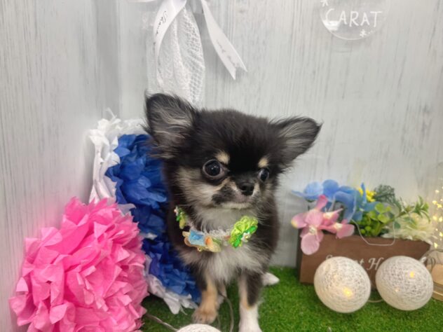 香川県のチワワ(ロング) (ワンキャラット アミーゴ高松店/2025年11月26日生まれ/男の子/ブラッククリームホワイト)の子犬の2枚目の画像