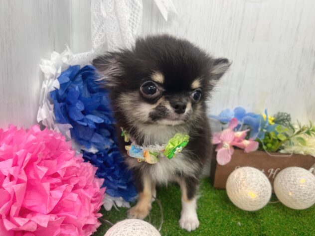 香川県のチワワ(ロング) (ワンキャラット アミーゴ高松店/2025年11月26日生まれ/男の子/ブラッククリームホワイト)の子犬の3枚目の画像