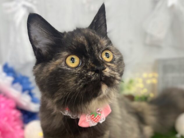 香川県のラガマフィン (ワンキャラット アミーゴ高松店/2025年10月19日生まれ/女の子/トーティーシェル)の子猫の1枚目の画像