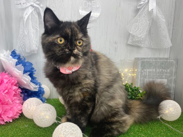 香川県のラガマフィン (ワンキャラット アミーゴ高松店/2025年10月19日生まれ/女の子/トーティーシェル)の子猫の2枚目の画像