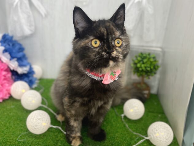 香川県のラガマフィン (ワンキャラット アミーゴ高松店/2025年10月19日生まれ/女の子/トーティーシェル)の子猫の3枚目の画像