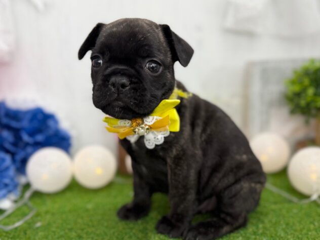 香川県のフレンチブルドッグ (ワンキャラット アミーゴ高松店/2026年1月11日生まれ/男の子/ブリンドル)の子犬の2枚目の画像