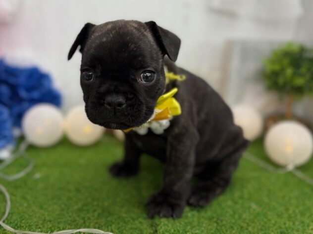 香川県のフレンチブルドッグ (ワンキャラット アミーゴ高松店/2026年1月11日生まれ/男の子/ブリンドル)の子犬の3枚目の画像