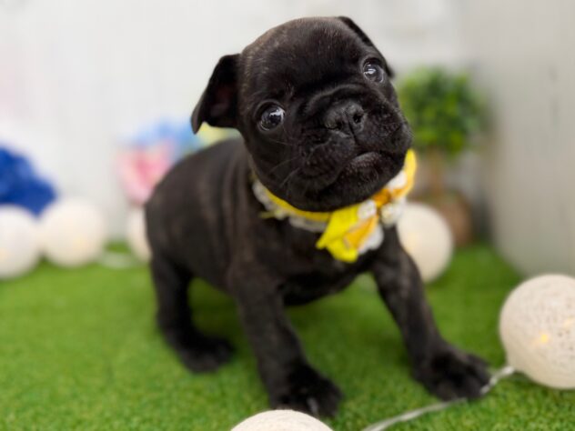 香川県のフレンチブルドッグ (ワンキャラット アミーゴ高松店/2026年1月11日生まれ/男の子/ブリンドル)の子犬の4枚目の画像