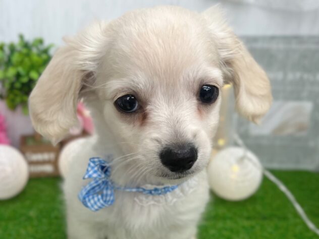 香川県のハーフ犬・ミックス犬 (ワンキャラット アミーゴ高松店/2026年1月21日生まれ/男の子/クリーム)の子犬の1枚目の画像