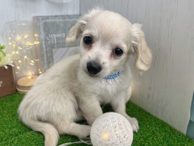 香川県のハーフ犬・ミックス犬 (ワンキャラット アミーゴ高松店/2026年1月21日生まれ/男の子/クリーム)の子犬の3枚目の画像