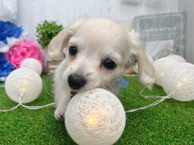 香川県のハーフ犬・ミックス犬 (ワンキャラット アミーゴ高松店/2026年1月21日生まれ/男の子/クリーム)の子犬の2枚目の画像