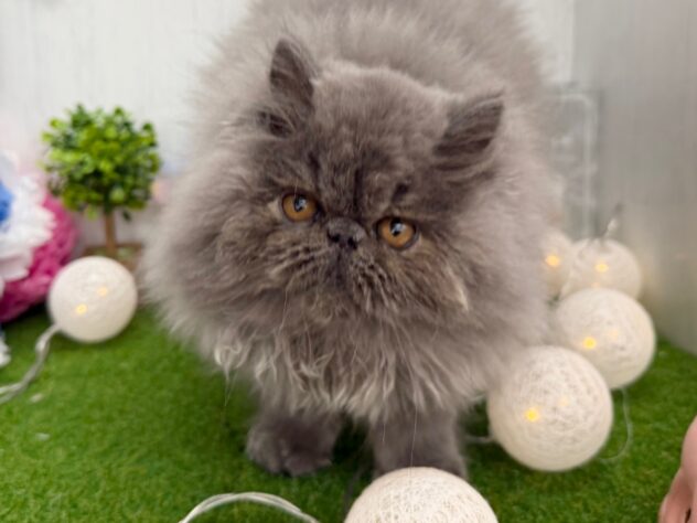 香川県のエキゾチック (ワンキャラット アミーゴ高松店/2025年12月6日生まれ/男の子/ブルー)の子猫