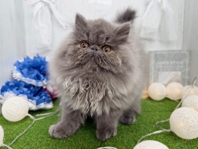 香川県のエキゾチック (ワンキャラット アミーゴ高松店/2025年12月6日生まれ/男の子/ブルー)の子猫の3枚目の画像