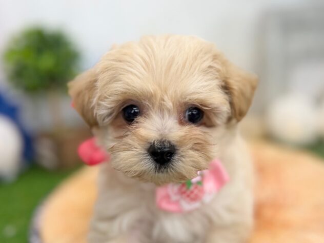 香川県のハーフ犬・ミックス犬 (ワンキャラット アミーゴ高松店/2026年1月20日生まれ/女の子/アプリコット)の子犬の1枚目の画像