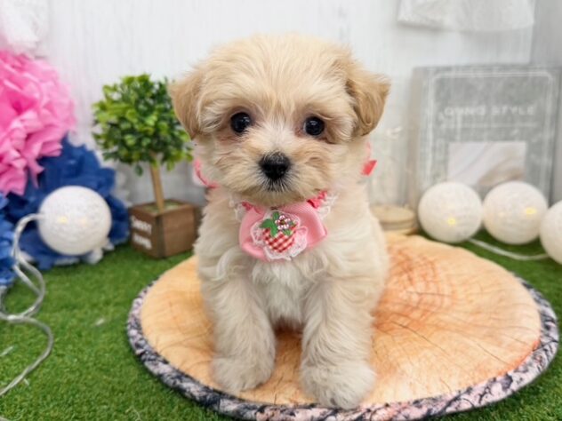 香川県のハーフ犬・ミックス犬 (ワンキャラット アミーゴ高松店/2026年1月20日生まれ/女の子/アプリコット)の子犬の2枚目の画像