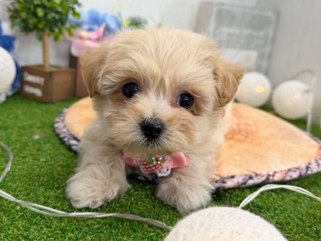 香川県のハーフ犬・ミックス犬 (ワンキャラット アミーゴ高松店/2026年1月20日生まれ/女の子/アプリコット)の子犬の3枚目の画像