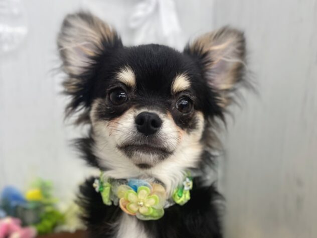 香川県のチワワ(ロング) (ワンキャラット アミーゴ高松店/2025年10月8日生まれ/男の子/ブラックタンホワイト)の子犬の1枚目の画像