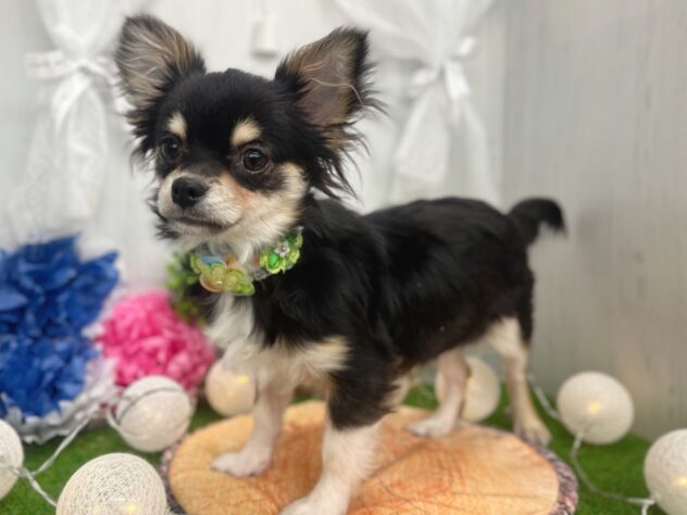 香川県のチワワ(ロング) (ワンキャラット アミーゴ高松店/2025年10月8日生まれ/男の子/ブラックタンホワイト)の子犬の2枚目の画像