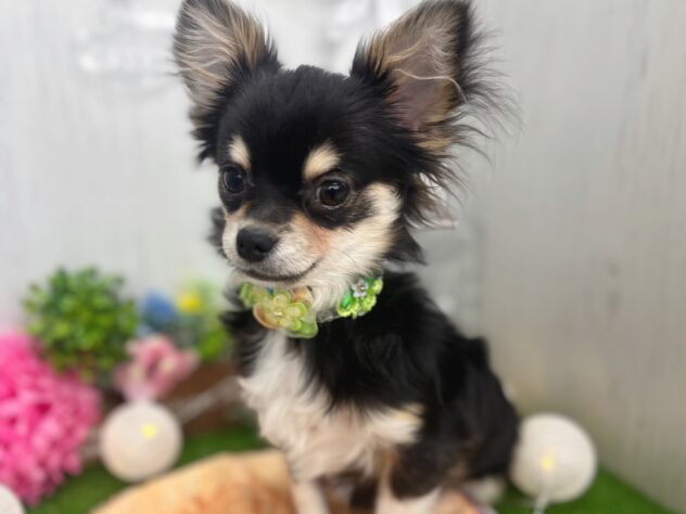 香川県のチワワ(ロング) (ワンキャラット アミーゴ高松店/2025年10月8日生まれ/男の子/ブラックタンホワイト)の子犬の3枚目の画像