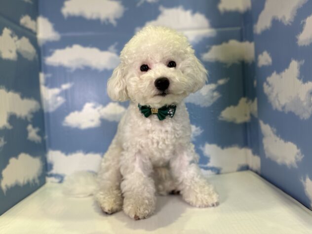 山形県のビションフリーゼ (アミーゴ山形北店/2025年5月18日生まれ/男の子/ホワイト)の子犬の1枚目の画像