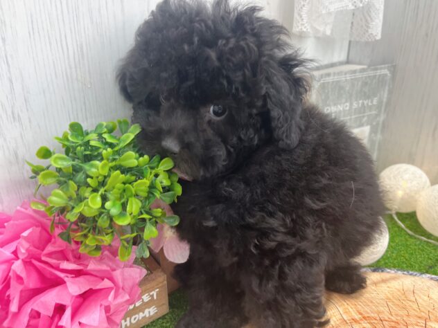 香川県のトイプードル(トイ) (ワンキャラット アミーゴ高松店/2026年12月30日生まれ/女の子/01 ブラック系)の子犬の2枚目の画像