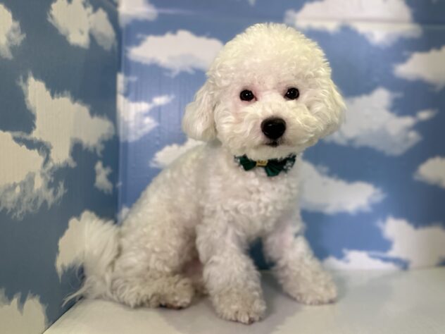 山形県のビションフリーゼ (アミーゴ山形北店/2025年5月18日生まれ/男の子/ホワイト)の子犬の3枚目の画像