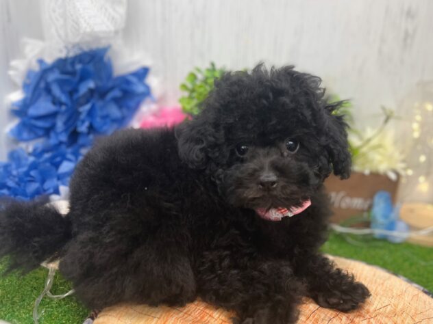 香川県のトイプードル(トイ) (ワンキャラット アミーゴ高松店/2026年12月30日生まれ/女の子/01 ブラック系)の子犬の3枚目の画像