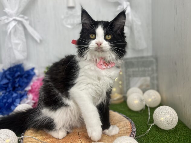 2026年11月23日生まれのメインクーン