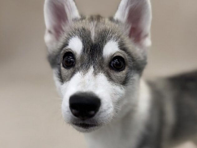 香川県のシベリアンハスキー (ワンキャラット アミーゴ高松店/2025年12月3日生まれ/女の子/シルバーホワイト)の子犬の1枚目の画像