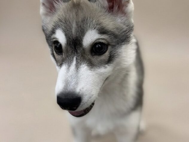 香川県のシベリアンハスキー (ワンキャラット アミーゴ高松店/2025年12月3日生まれ/女の子/シルバーホワイト)の子犬の2枚目の画像