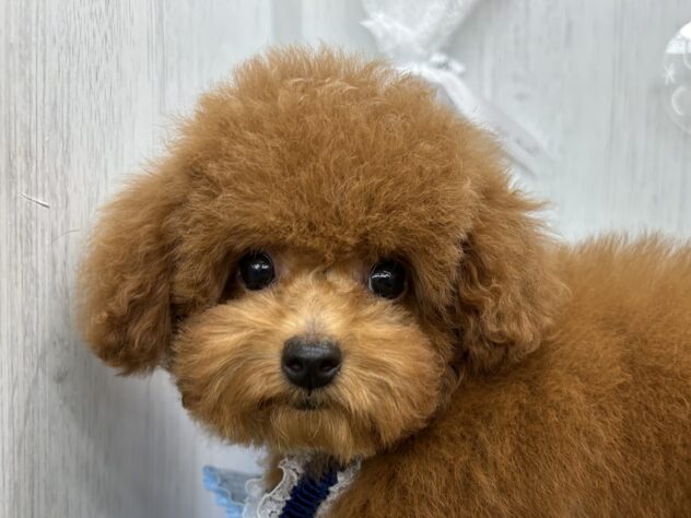 香川県のトイプードル(トイ) (ワンキャラット アミーゴ高松店/2025年12月17日生まれ/男の子/レッドフォーン)の子犬の1枚目の画像