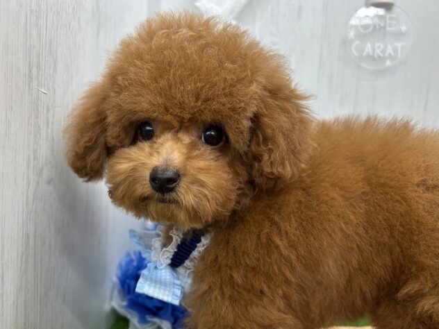 香川県のトイプードル(トイ) (ワンキャラット アミーゴ高松店/2025年12月17日生まれ/男の子/レッドフォーン)の子犬の2枚目の画像