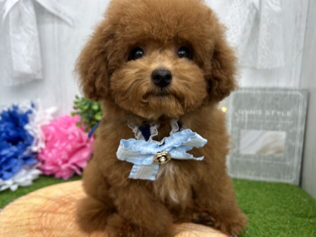 香川県のトイプードル(トイ) (ワンキャラット アミーゴ高松店/2025年12月17日生まれ/男の子/レッドフォーン)の子犬の3枚目の画像