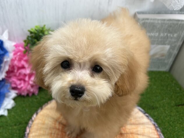 香川県のトイプードル(トイ) (ワンキャラット アミーゴ高松店/2025年11月26日生まれ/女の子/オレンジフォーン)の子犬の2枚目の画像