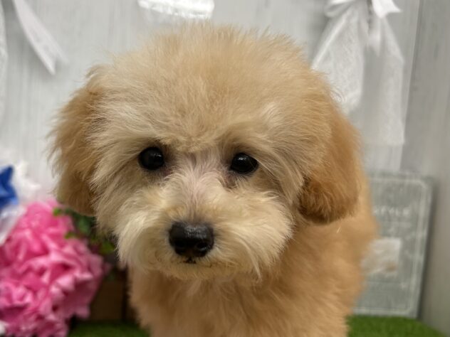 香川県のトイプードル(トイ) (ワンキャラット アミーゴ高松店/2025年11月26日生まれ/女の子/オレンジフォーン)の子犬の1枚目の画像