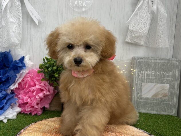 香川県のトイプードル(トイ) (ワンキャラット アミーゴ高松店/2025年11月26日生まれ/女の子/オレンジフォーン)の子犬の3枚目の画像