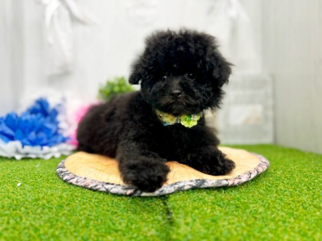 香川県のトイプードル(トイ) (ワンキャラット アミーゴ高松店/2026年12月30日生まれ/女の子/01 ブラック系)の子犬の3枚目の画像