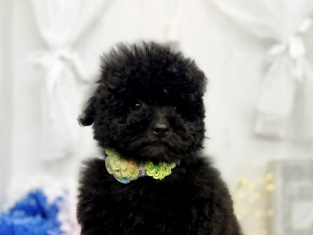香川県のトイプードル(トイ) (ワンキャラット アミーゴ高松店/2026年12月30日生まれ/女の子/01 ブラック系)の子犬の1枚目の画像