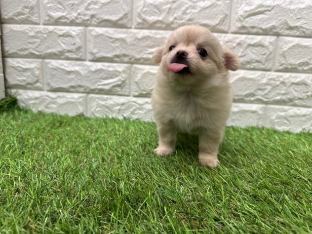 新潟県のチワワ(ロング) (アミーゴ新潟小新店/2025年12月29日生まれ/女の子/クリーム)の子犬の4枚目の画像