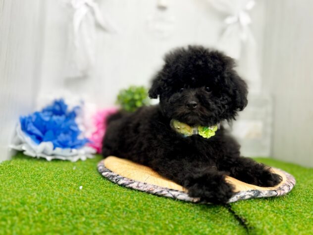 香川県のトイプードル(トイ) (ワンキャラット アミーゴ高松店/2026年12月30日生まれ/女の子/01 ブラック系)の子犬の2枚目の画像