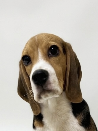 香川県のビーグル (ワンキャラット アミーゴ高松店/2025年10月2日生まれ/男の子/ブラックタンホワイト)の子犬の1枚目の画像