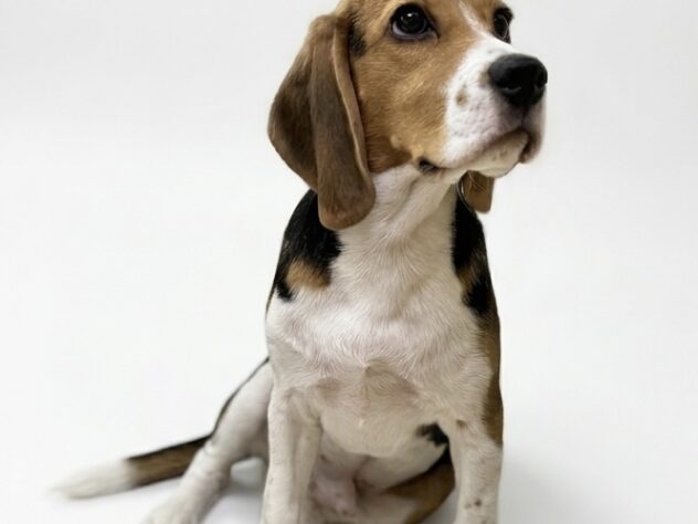 香川県のビーグル (ワンキャラット アミーゴ高松店/2025年10月2日生まれ/男の子/ブラックタンホワイト)の子犬の2枚目の画像