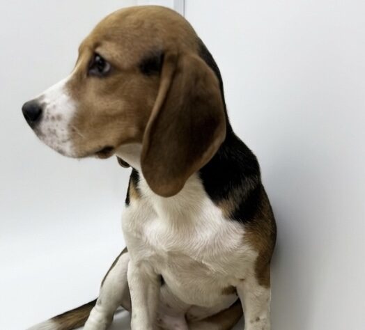 香川県のビーグル (ワンキャラット アミーゴ高松店/2025年10月2日生まれ/男の子/ブラックタンホワイト)の子犬の3枚目の画像