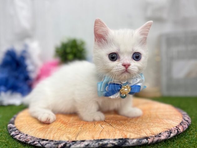 香川県のミヌエット (ワンキャラット アミーゴ高松店/2026年1月25日生まれ/男の子/ホワイト)の子猫の3枚目の画像