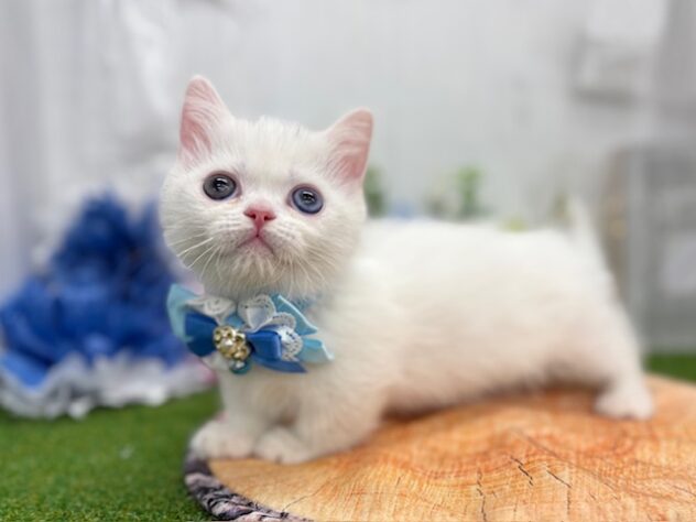 香川県のミヌエット (ワンキャラット アミーゴ高松店/2026年1月25日生まれ/男の子/ホワイト)の子猫の2枚目の画像