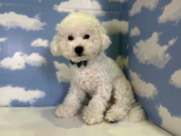 山形県のビションフリーゼ (アミーゴ山形北店/2025年5月18日生まれ/男の子/ホワイト)の子犬の2枚目の画像