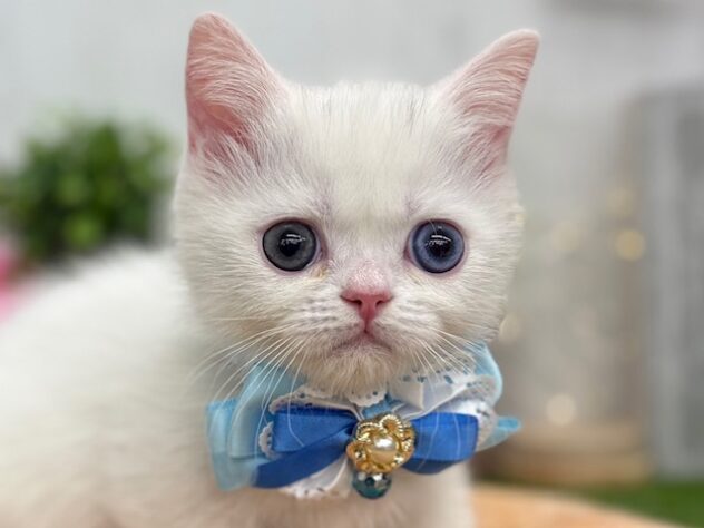 香川県のミヌエット (ワンキャラット アミーゴ高松店/2026年1月25日生まれ/男の子/ホワイト)の子猫の1枚目の画像