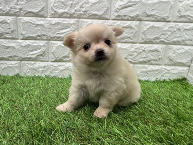 新潟県のチワワ(ロング) (アミーゴ新潟小新店/2025年12月29日生まれ/女の子/クリーム)の子犬の1枚目の画像