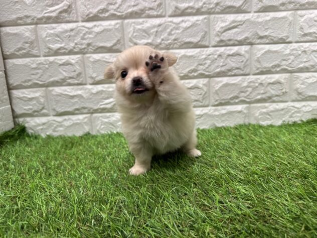 新潟県のチワワ(ロング) (アミーゴ新潟小新店/2025年12月29日生まれ/女の子/クリーム)の子犬の3枚目の画像