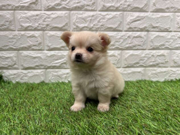 新潟県のチワワ(ロング) (アミーゴ新潟小新店/2025年12月29日生まれ/女の子/クリーム)の子犬の2枚目の画像