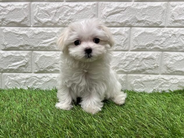 新潟県のマルチーズ (アミーゴ新潟小新店/2025年12月11日生まれ/女の子/ホワイト)の子犬の3枚目の画像